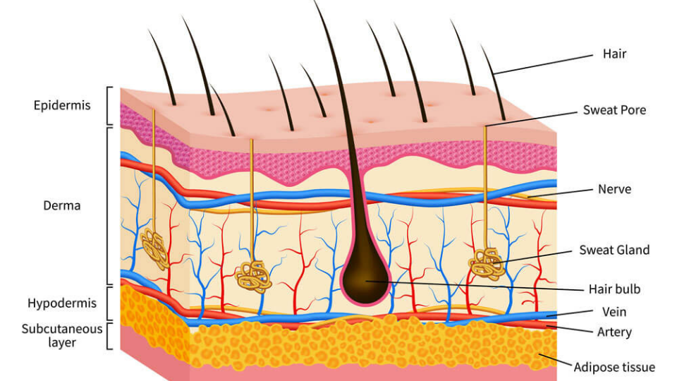 Understanding Your Skin